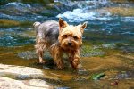 Little Benson loves the waterfalls at Amy`s Creek